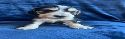 Cocker Spaniel dogs for sale: Show type KC reg health tested. Boys available  - Advert 8