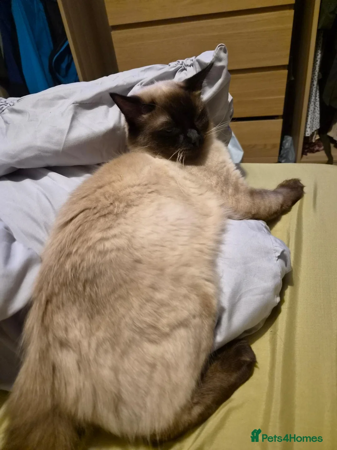 Ragdoll cats for sale: Ragdoll male  - Advert 3