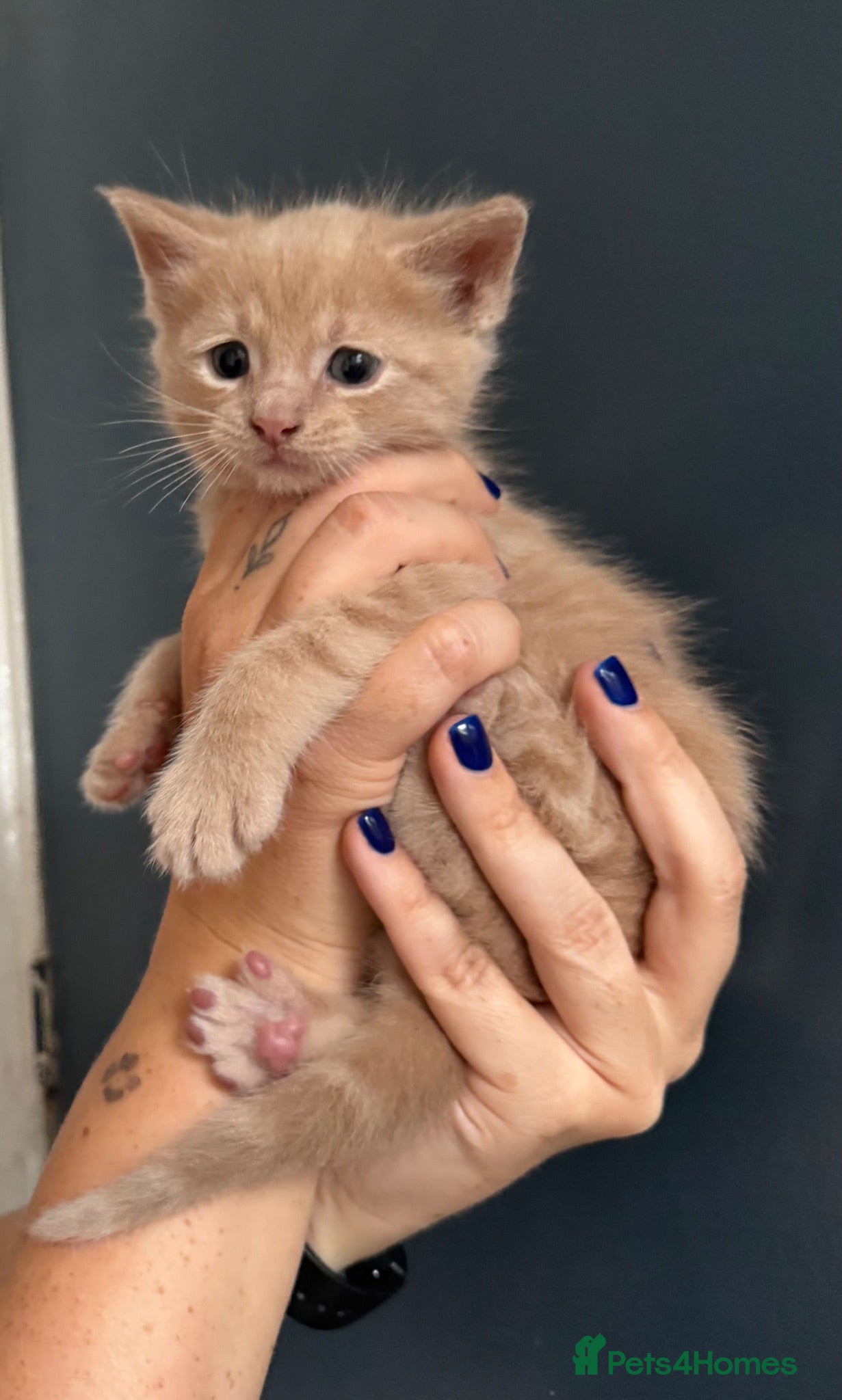 Maine Coon cats Maine Coon Cross Kittens – Ready 13th July - Advert 1