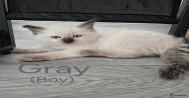 Ragdoll cats - Advert 2