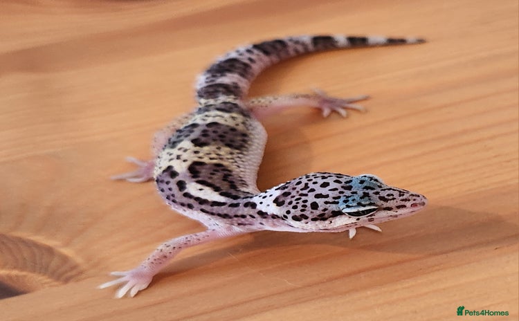 Leopard Gecko reptiles - Advert 2