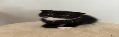Ragdoll 4