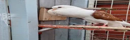Pigeons birds for sale: Pair of Pouter Pigeons for sale - Advert 8