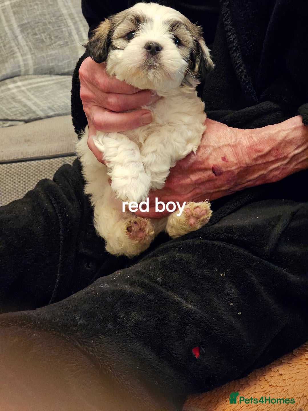 Malshi dogs for sale: GORGEOUS MALSHI PUPPIES AVAILABLE - Advert 11