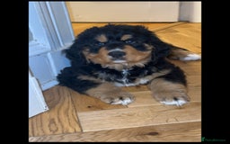 Bernedoodle dogs for sale: ⭐️⭐️F2 BERNEDOODLE PUPPIES⭐️⭐️ - Image 5