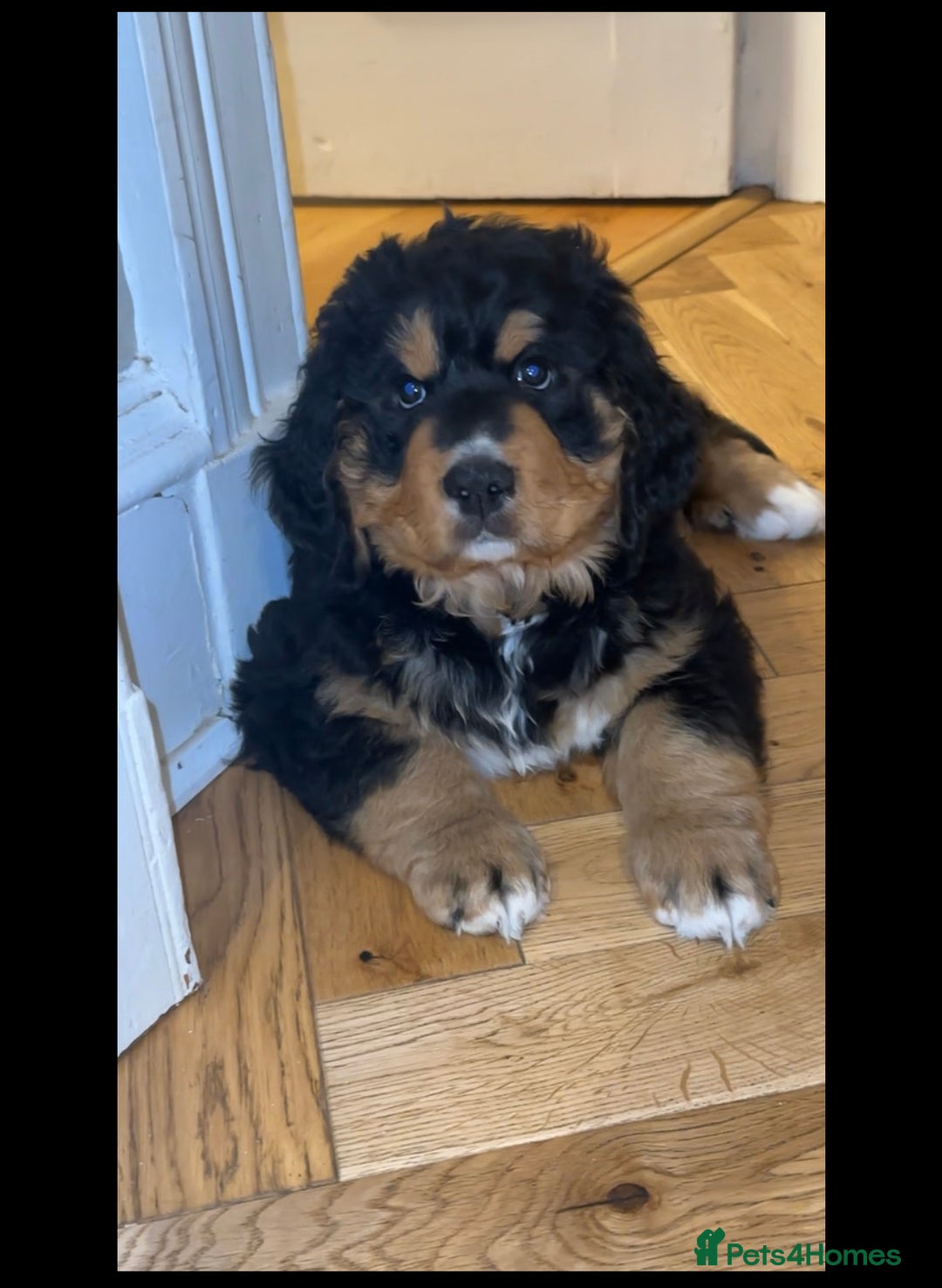 Bernedoodle dogs for sale: ⭐️⭐️F2 BERNEDOODLE PUPPIES⭐️⭐️ - Image 5