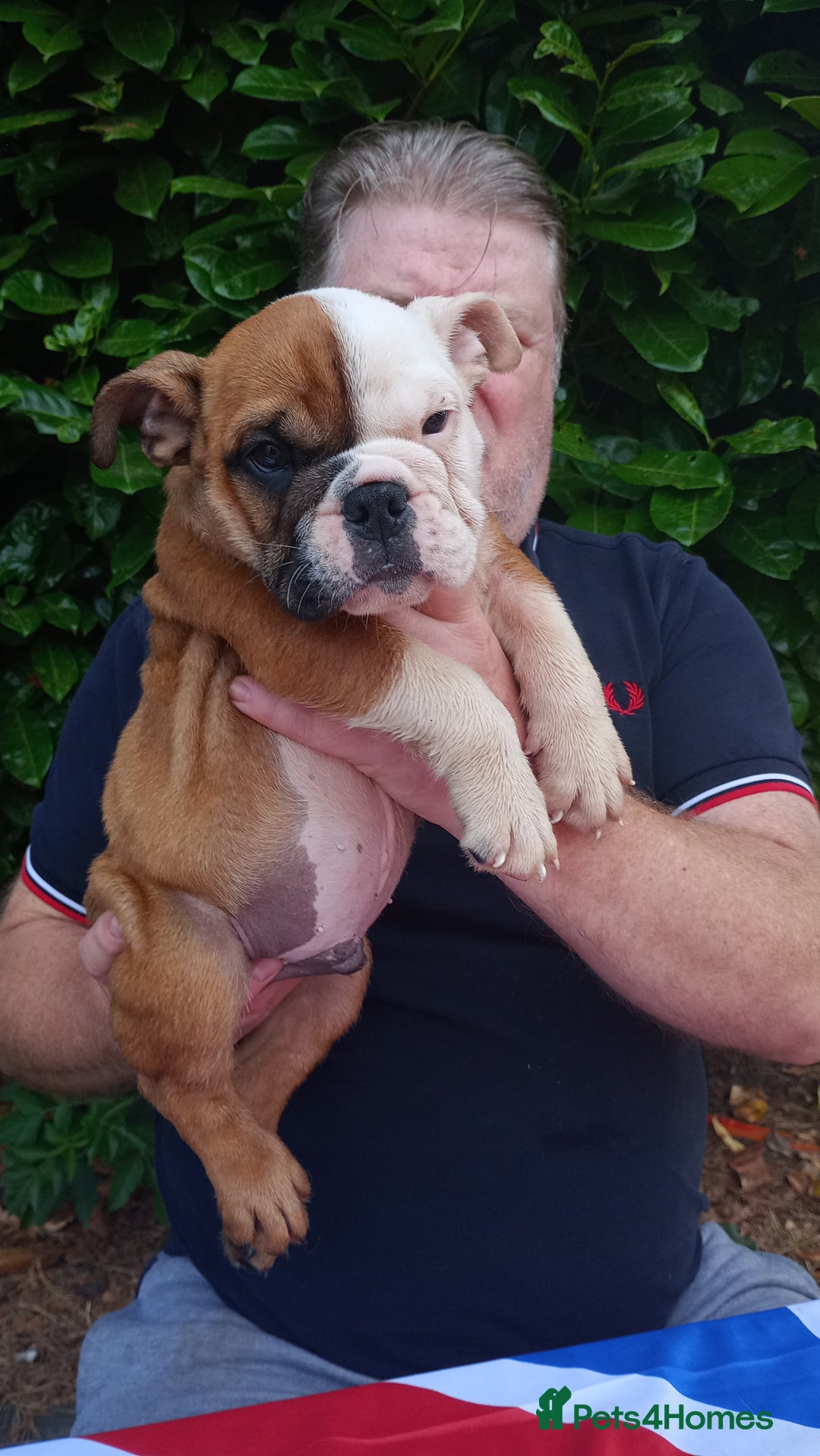 Old Tyme Bulldog dogs for sale: Victorian Bulldogs HEALTH TESTED - Image 4