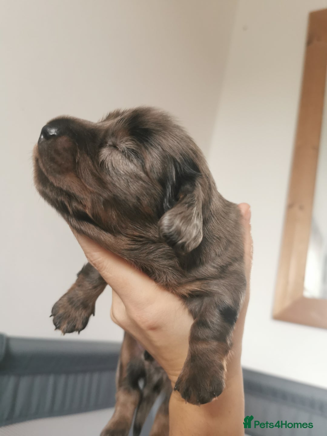 Miniature Dachshund dogs for sale: 5 beautiful miniature dachshund pups for sale - Image 18