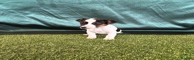 Jack Russell Puppy 5