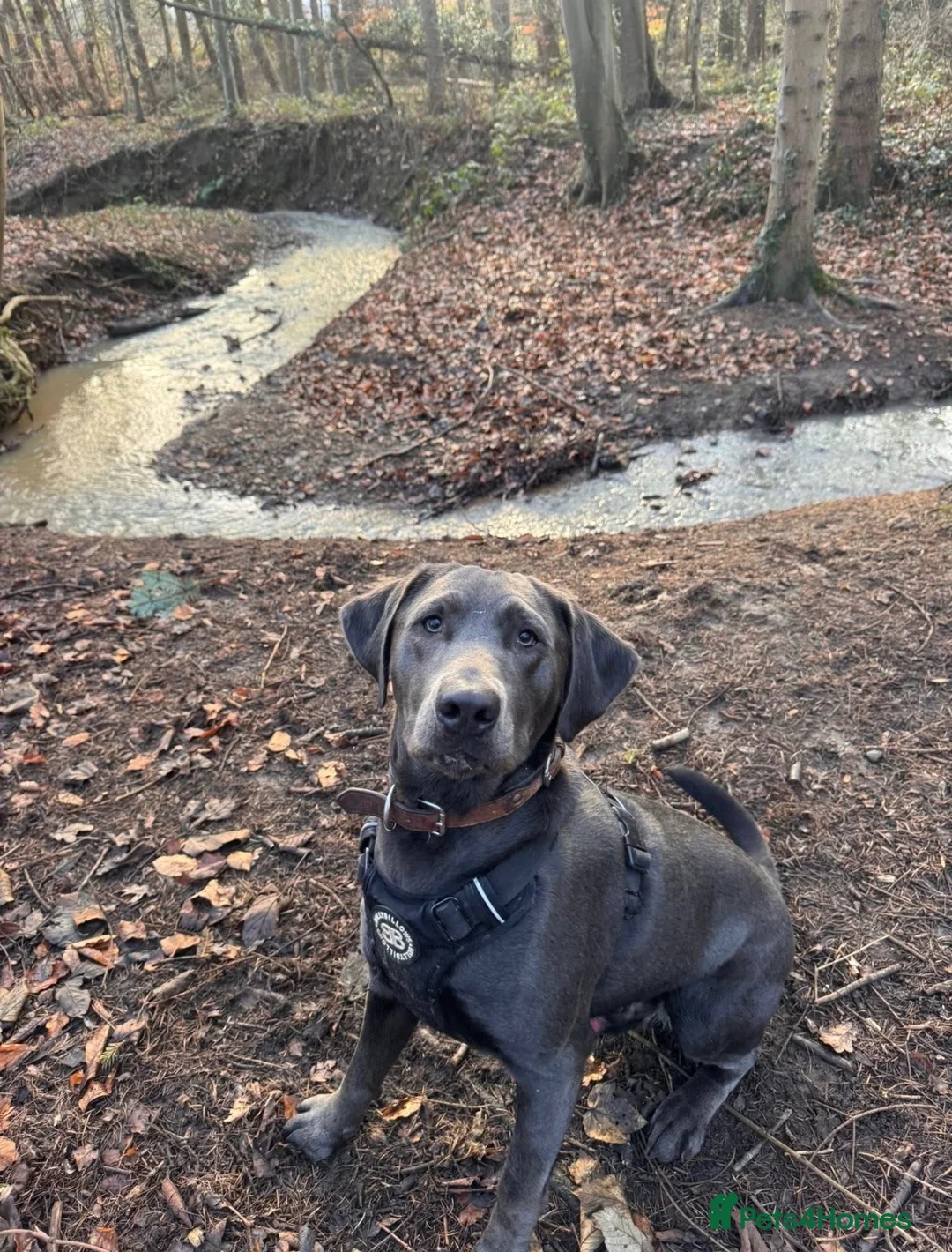 Mixed Breed dogs for sale: 🐾🖤 BELGIAN MALINOIS × BLUE LABRADOR PUPPIES 🖤🐾 - Advert 15
