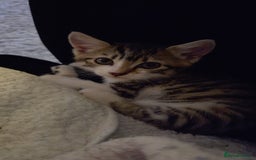 Mixed Breed cats for sale: Female Tabby Kitten  - Image 2