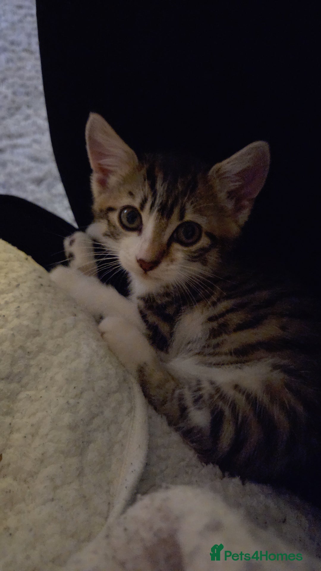 Mixed Breed cats for sale: Female Tabby Kitten  - Image 2