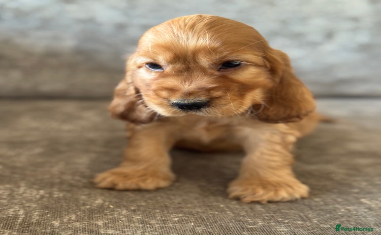 Cocker Spaniel dogs - Advert 16