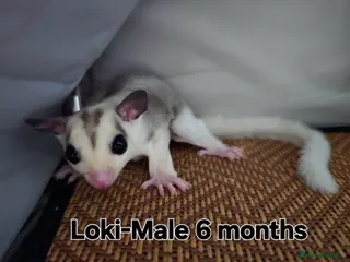 Sugar Glider rodents Sugar Gliders for Rehoming – 2 Pairs Available 🐾 - Advert 11