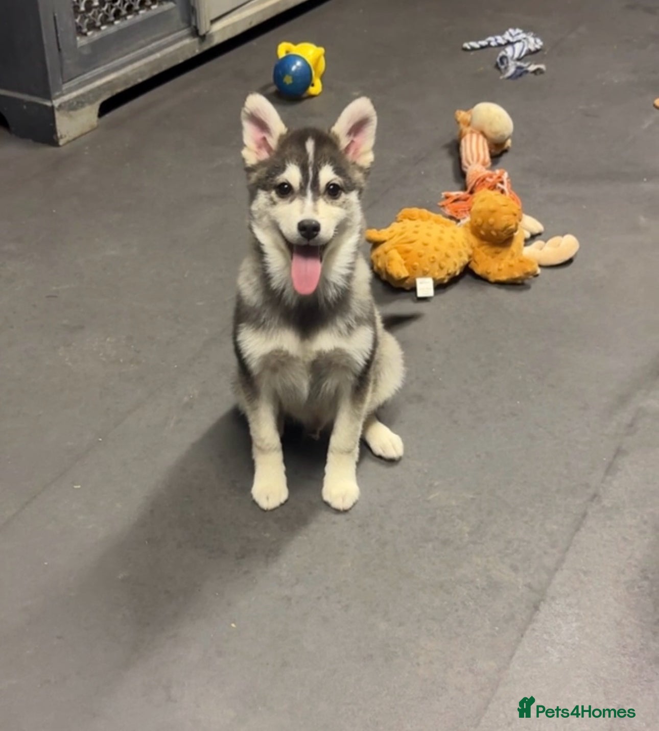 Pomsky dogs Genuine perfect husky markings f3 Pomsky puppies - Advert 3