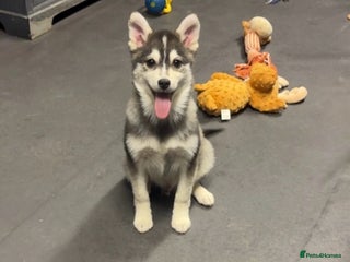 Pomsky dogs Genuine perfect husky markings f3 Pomsky puppies - Advert 3