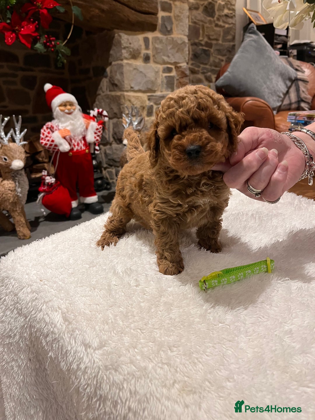 Toy Poodle dogs for sale: Stunning  Red Toy Poodle  puppies  - Advert 15