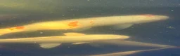 Koi Carp fish for sale: Adult koi carp - Advert 14