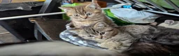 British Shorthair cats for sale: British Shorthair Kittens  - Advert 4