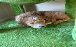 Labradoodle dogs for sale: Beautiful F3b Labradoodle Puppies - Image 28