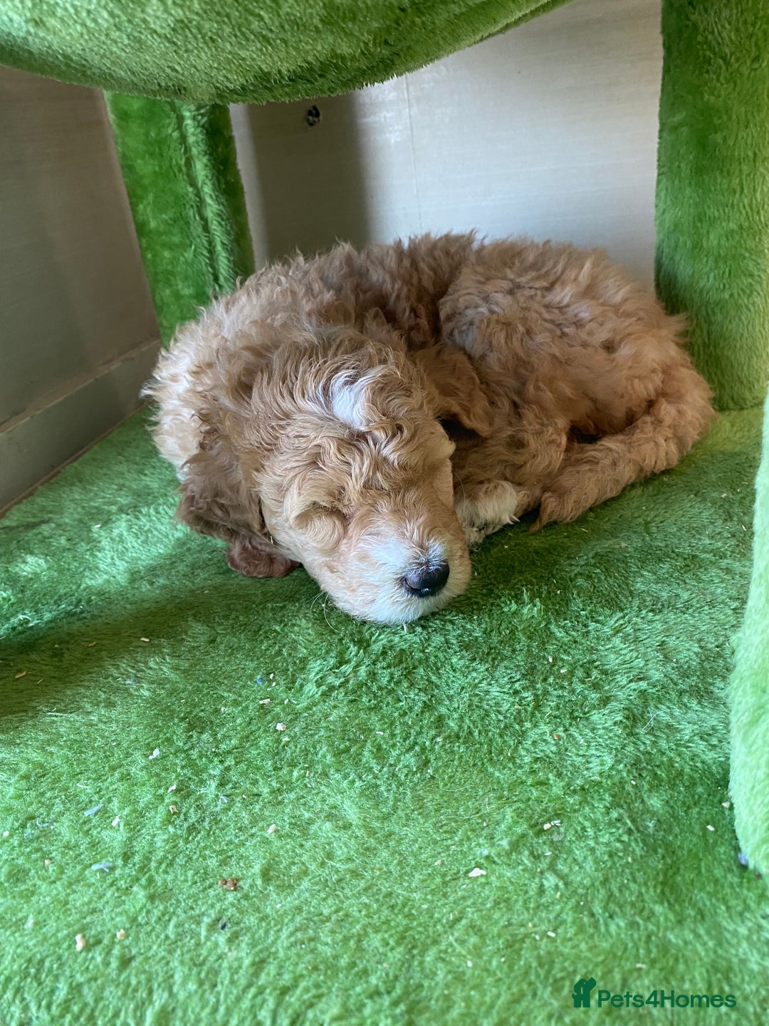 Labradoodle dogs for sale: Beautiful F3b Labradoodle Puppies - Image 28