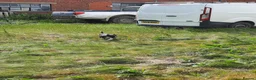 Border Collie dogs for sale: 4 adorable puppies for sale - Advert 9