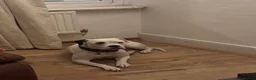 Mixed Breed dogs for sale: Sky American Bulldog crossed - Advert 3