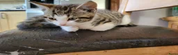 Mixed Breed cats for sale: 2 boys kittens ready to leave - Advert 3