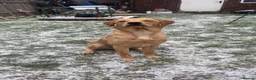 Labrador Retriever dogs for sale: 1 Year Old Yellow Lab Boy  in Harrow - Advert 2