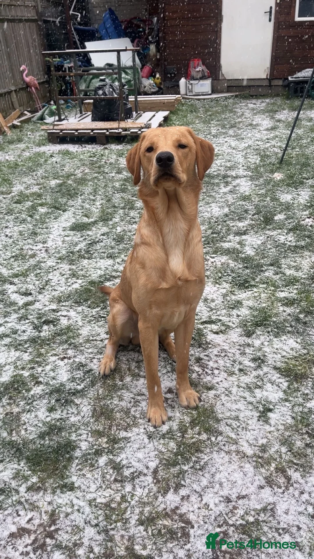 Labrador Retriever dogs for sale: 1 Year Old Yellow Lab Boy  in Harrow - Advert 2