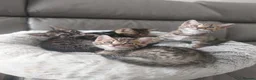 Bengal cats for sale: Bengals kittens - Advert 6
