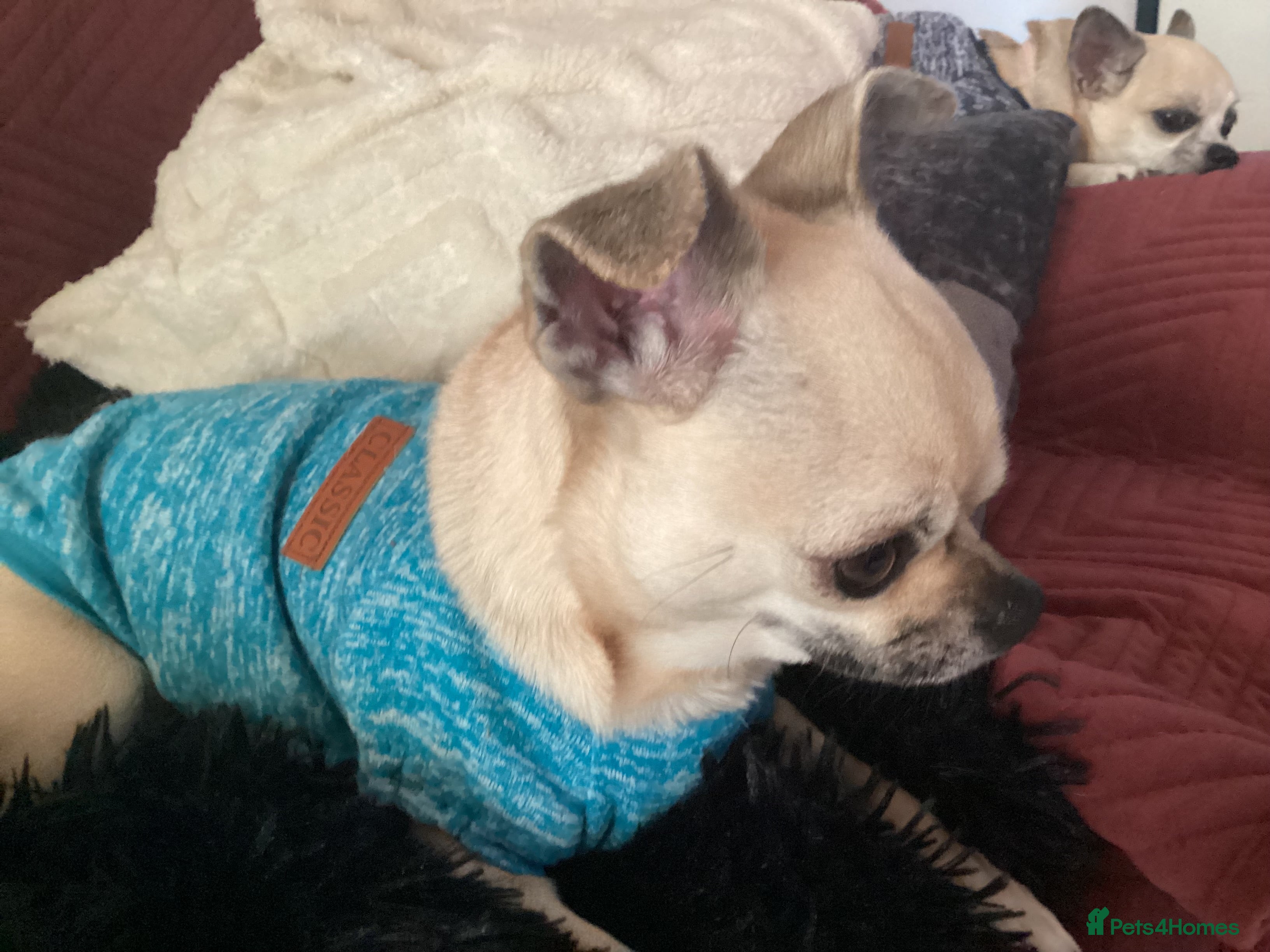 Chihuahua dogs Chihuahuas  - Advert 1