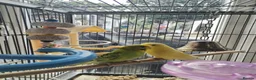Budgerigars birds for sale: Beautiful baby budgies  - Advert 4