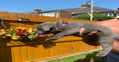 Staffordshire Bull Terrier dogs - Advert 1