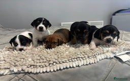 Jack Russell dogs for sale: 5 Beautiful miniature Short legged Jack Russell’s  - Image 1