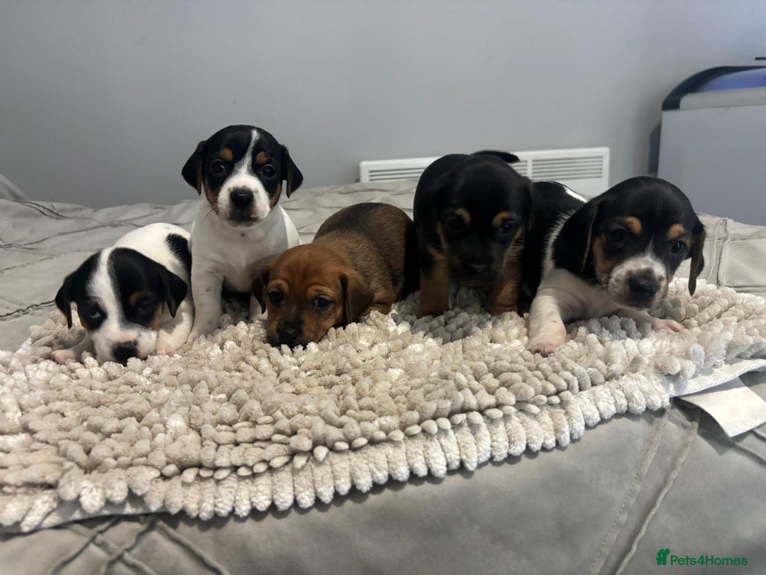 Jack Russell dogs for sale: 5 Beautiful miniature Short legged Jack Russell’s  - Image 1