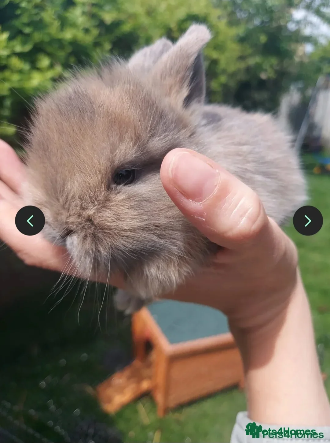 Mini Lop rabbits for sale: 1 x Mini Lion Lop ready to collect now - Advert 11