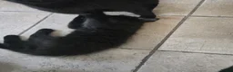 Mixed Breed cats for sale: Black Beauties for Sale - Advert 7