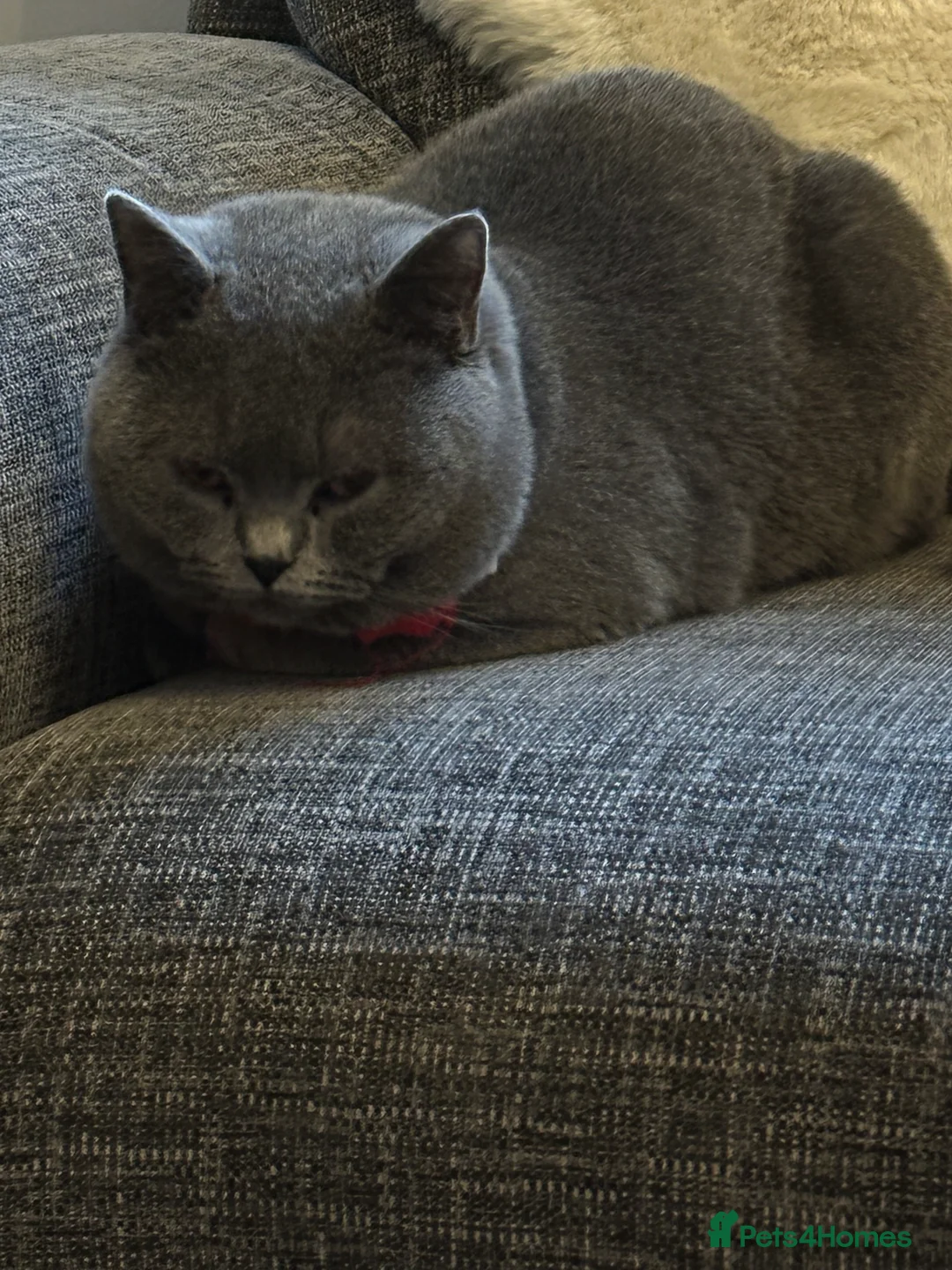 British Shorthair cats for sale: Sully our British shorthair Boy - Advert 3