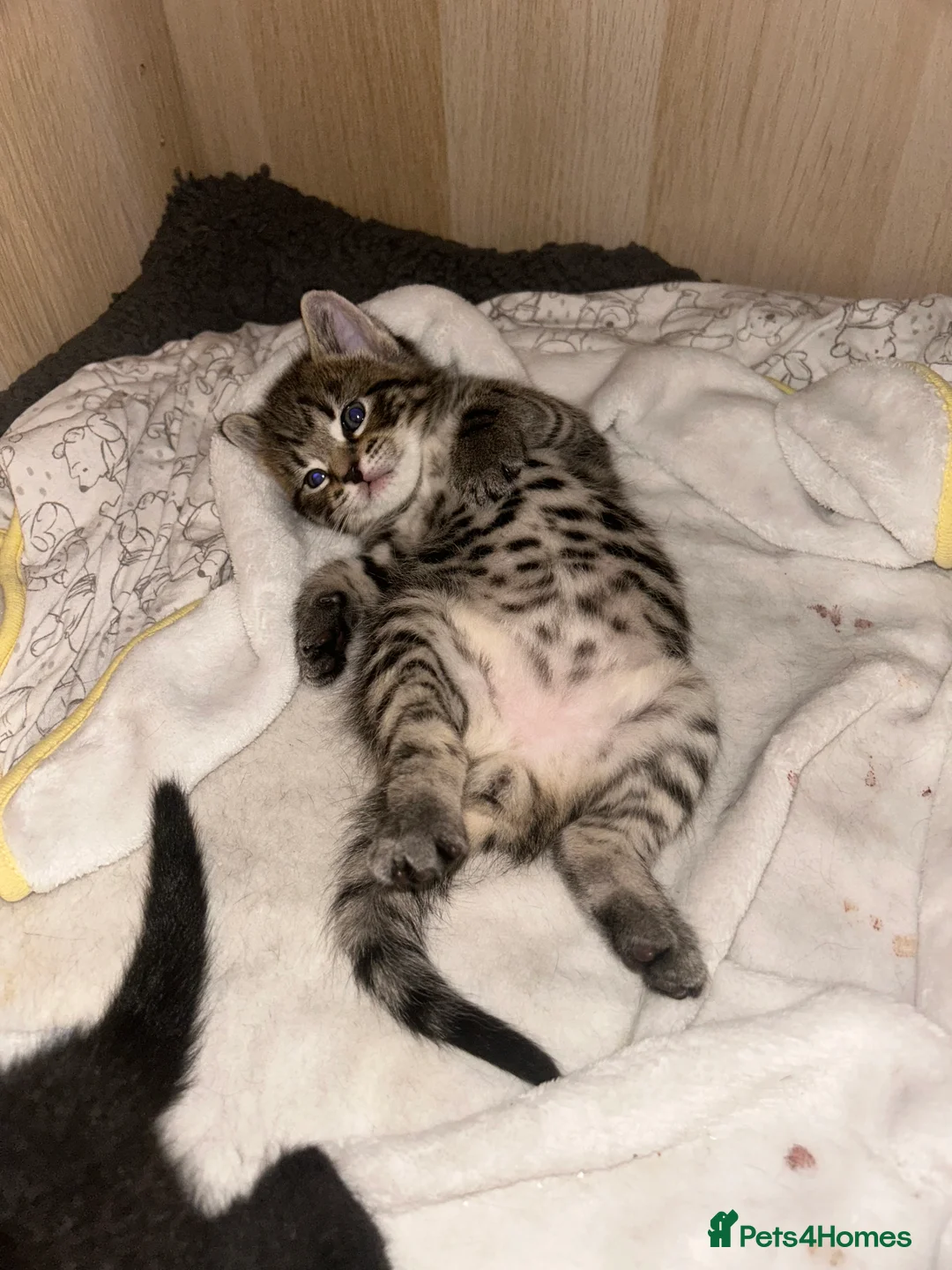 Mixed Breed cats for sale: Beautiful kittens  - Advert 19