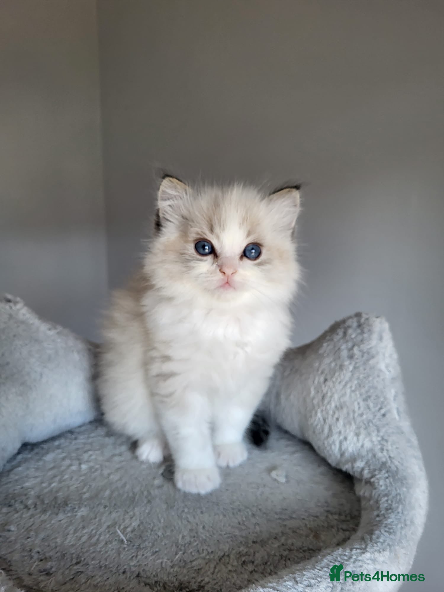 Ragdoll cats Registered Ragdoll kittens - Advert 12