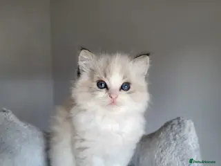 Ragdoll cats Registered Ragdoll kittens - Advert 12