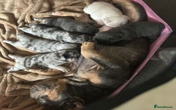 French Bulldog dogs for sale: Only 3 boys left, 5⭐️KC frenchies carrying fluffy  - Image 25