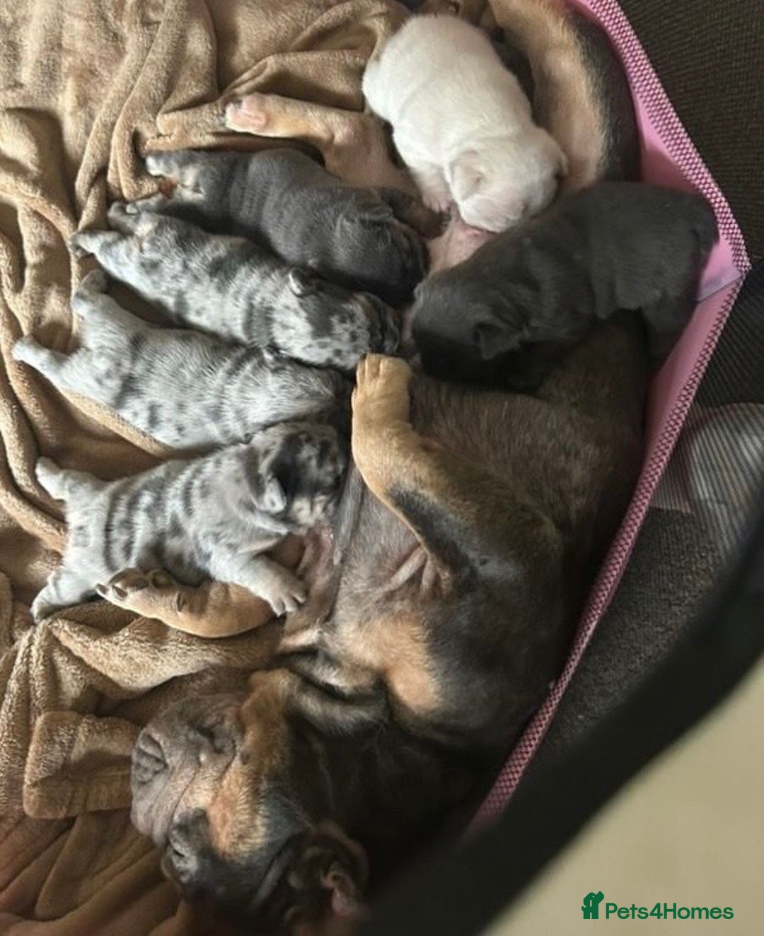French Bulldog dogs for sale: Only 3 boys left, 5⭐️KC frenchies carrying fluffy  - Image 25