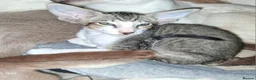 Oriental cats for sale: Stunning bicolour oriental kittens - Advert 5