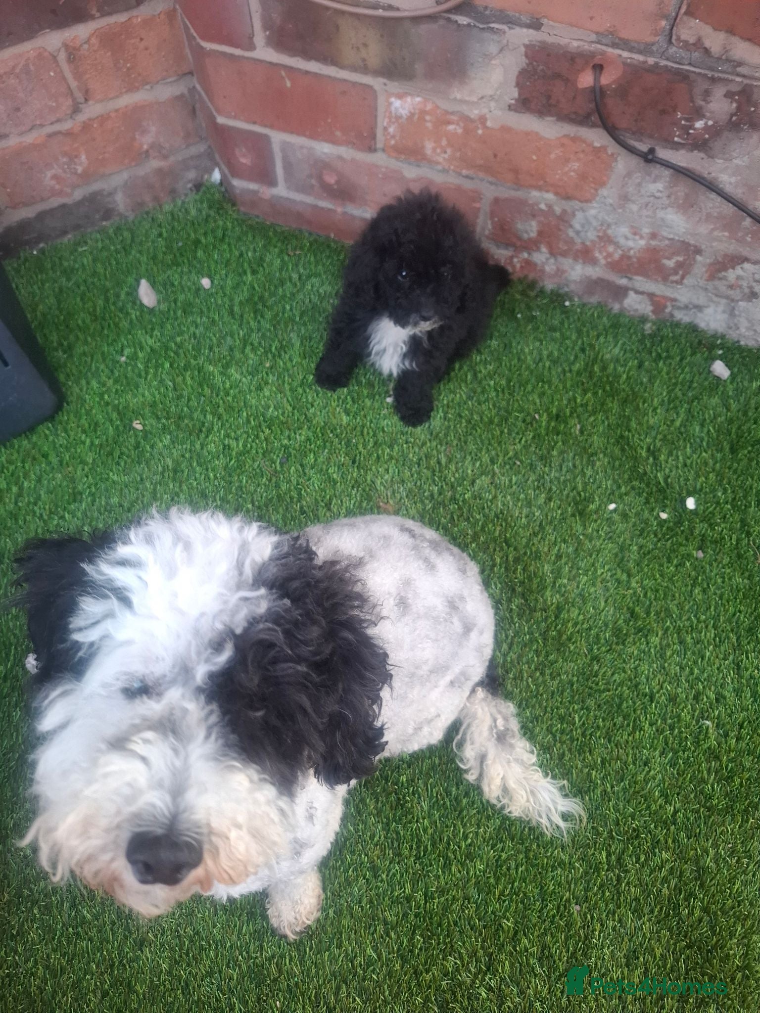 Toy Poodle dogs Toy poodle 🐩 kc registered mum and dad  - Advert 2