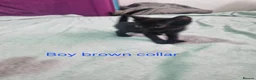 Mixed Breed cats for sale: Black kittens  - Advert 3