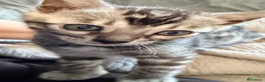 Bengal Kitten 4