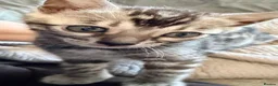 Bengal cats for sale: UPDATE 3 Gorgeous Bengal Kittens ready to reserve - Advert 31