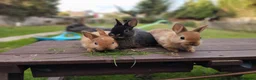 Netherland Dwarf rabbits for sale: Netherland dwarf 8wk, £50 each (CLEARANCE)  - Advert 13